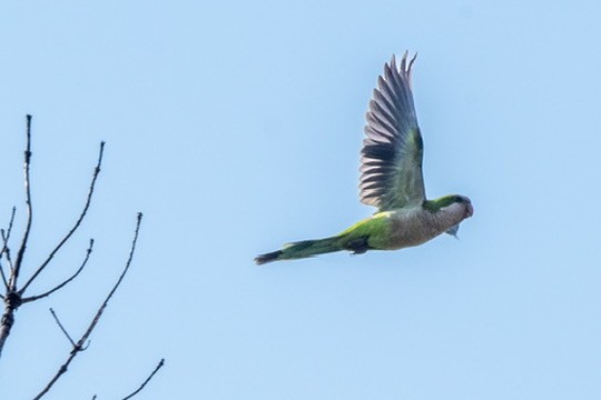 Monk Parakeet (Monk) - ML618165661