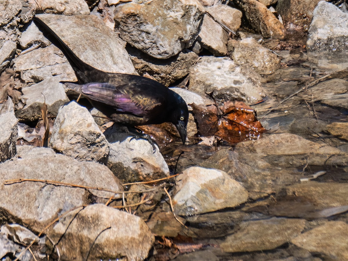 Common Grackle - Danielle  A