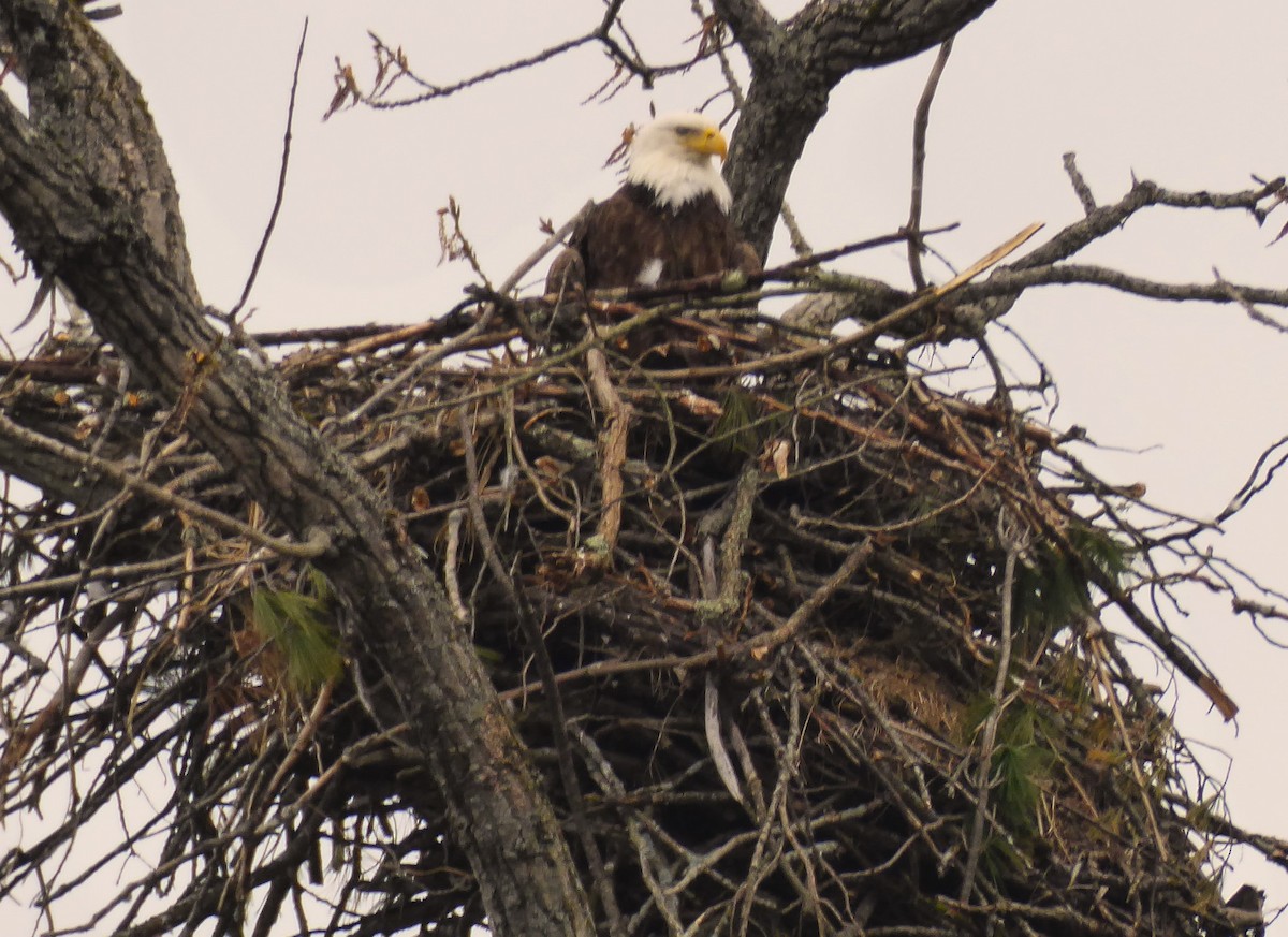 Bald Eagle - ML618165675