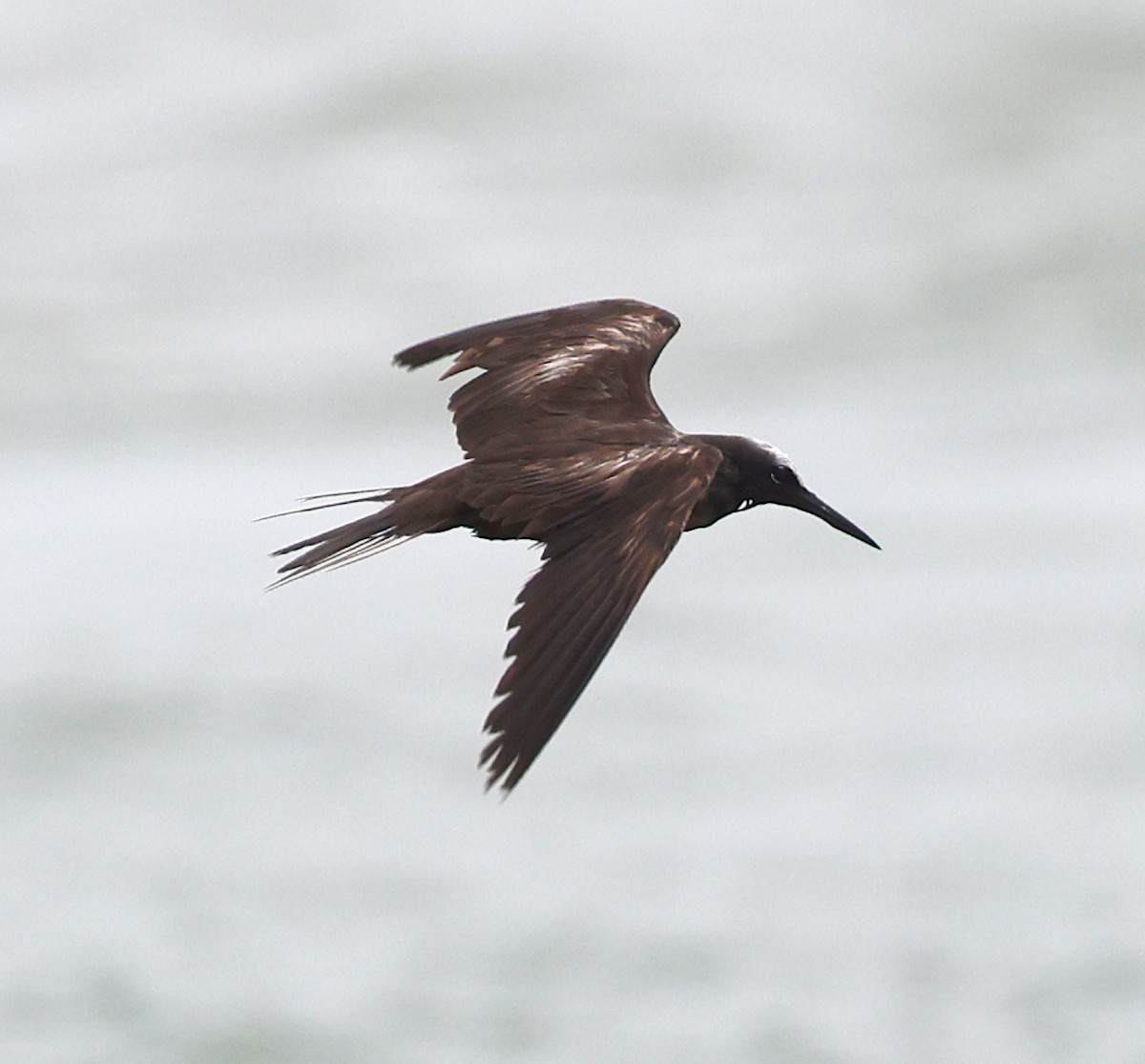 Black Noddy - Ruben Ayala