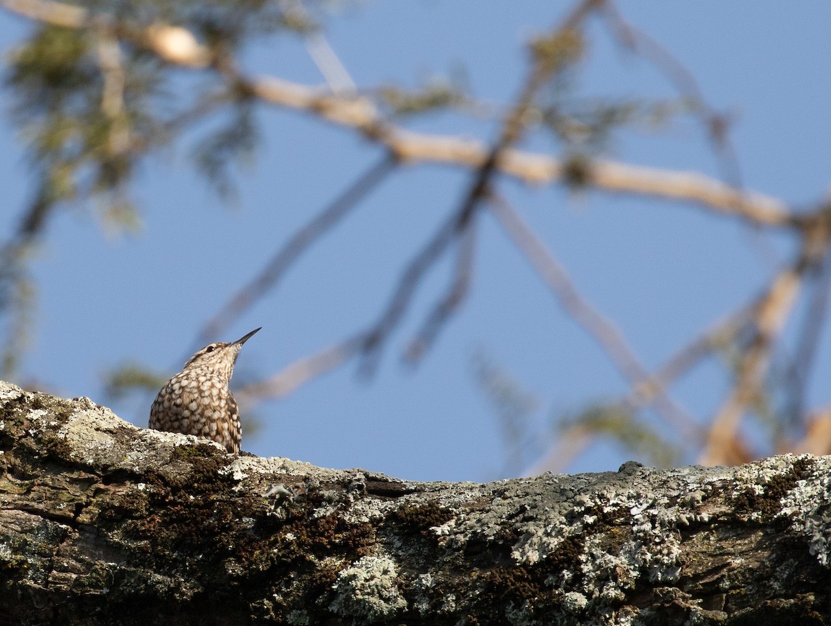 African Spotted Creeper - simon walkley