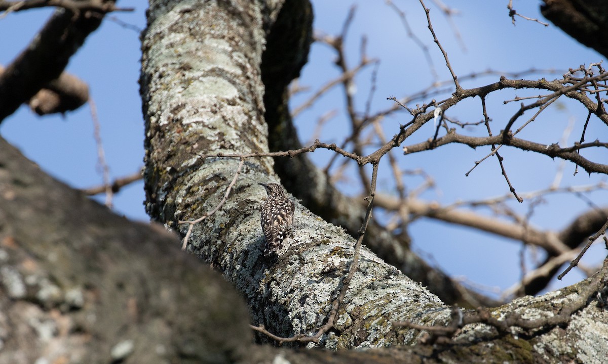 African Spotted Creeper - simon walkley