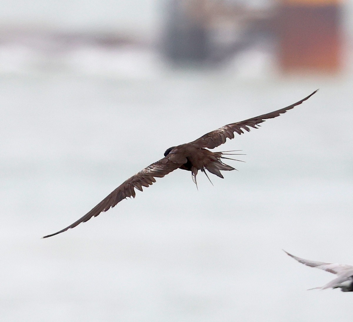 Black Noddy - Ruben Ayala