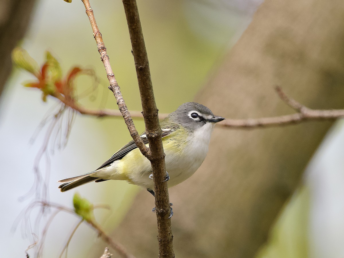 Blue-headed Vireo - Don Deegan