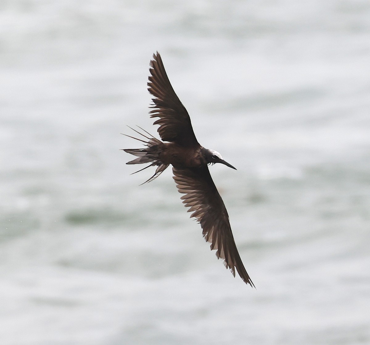 Black Noddy - Ruben Ayala