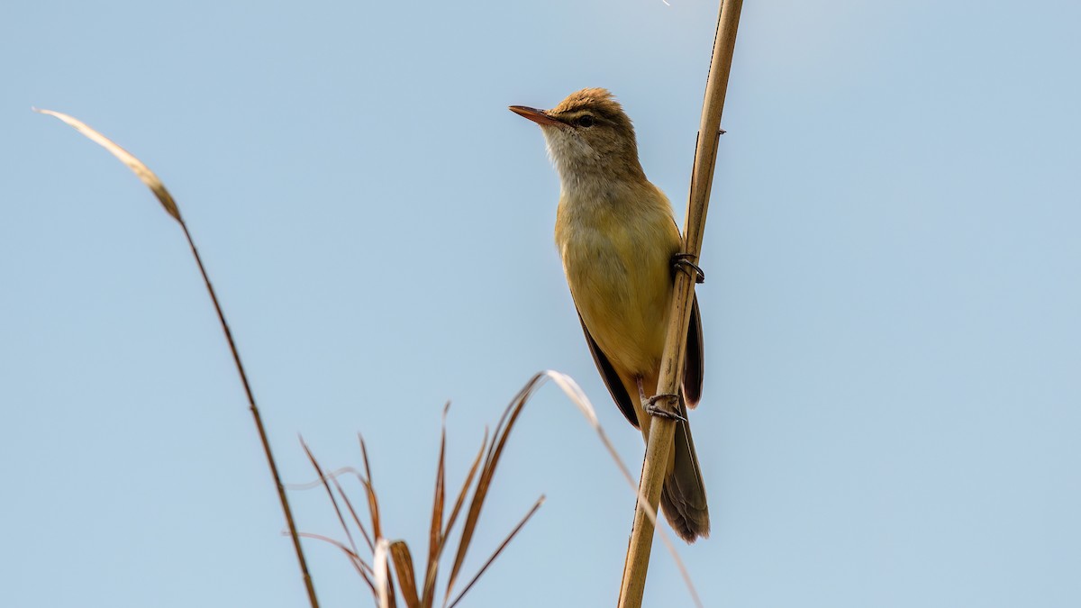 Great Reed Warbler - Ogün Aydin