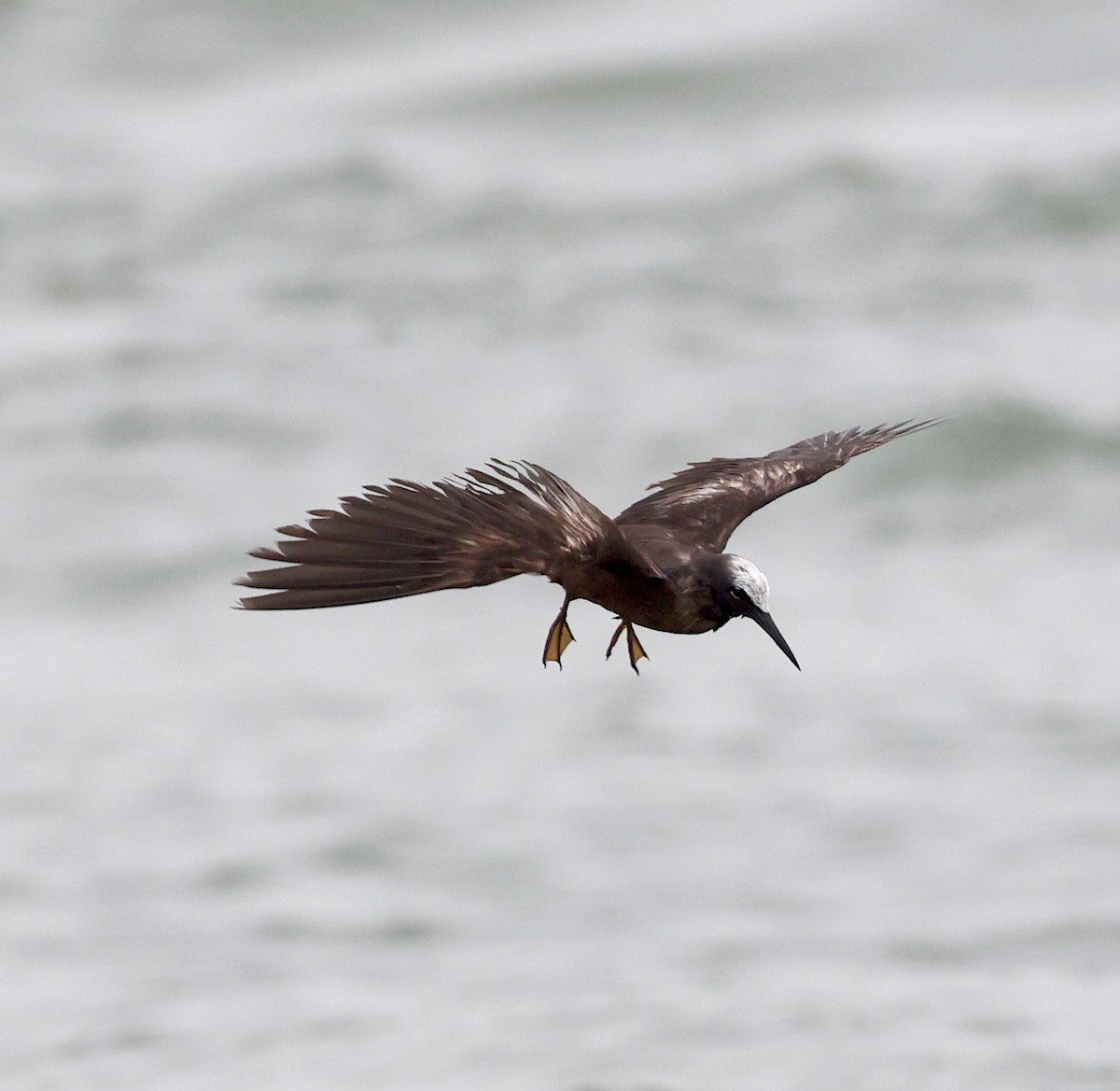 Black Noddy - Ruben Ayala