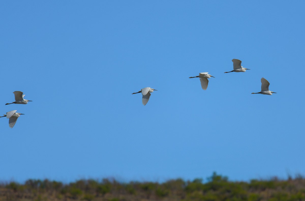 Snowy Egret - ML618165777