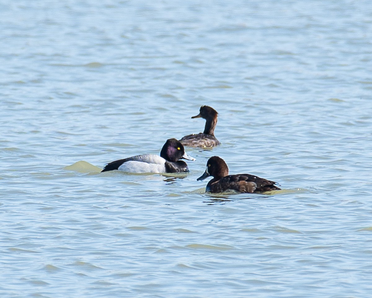 Lesser Scaup - ML618165781