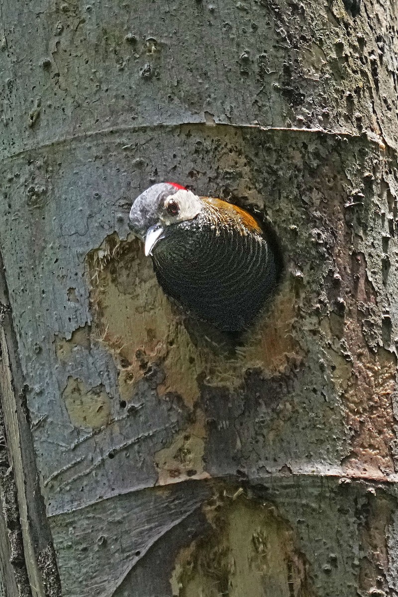 Golden-olive Woodpecker - Alan Lenk