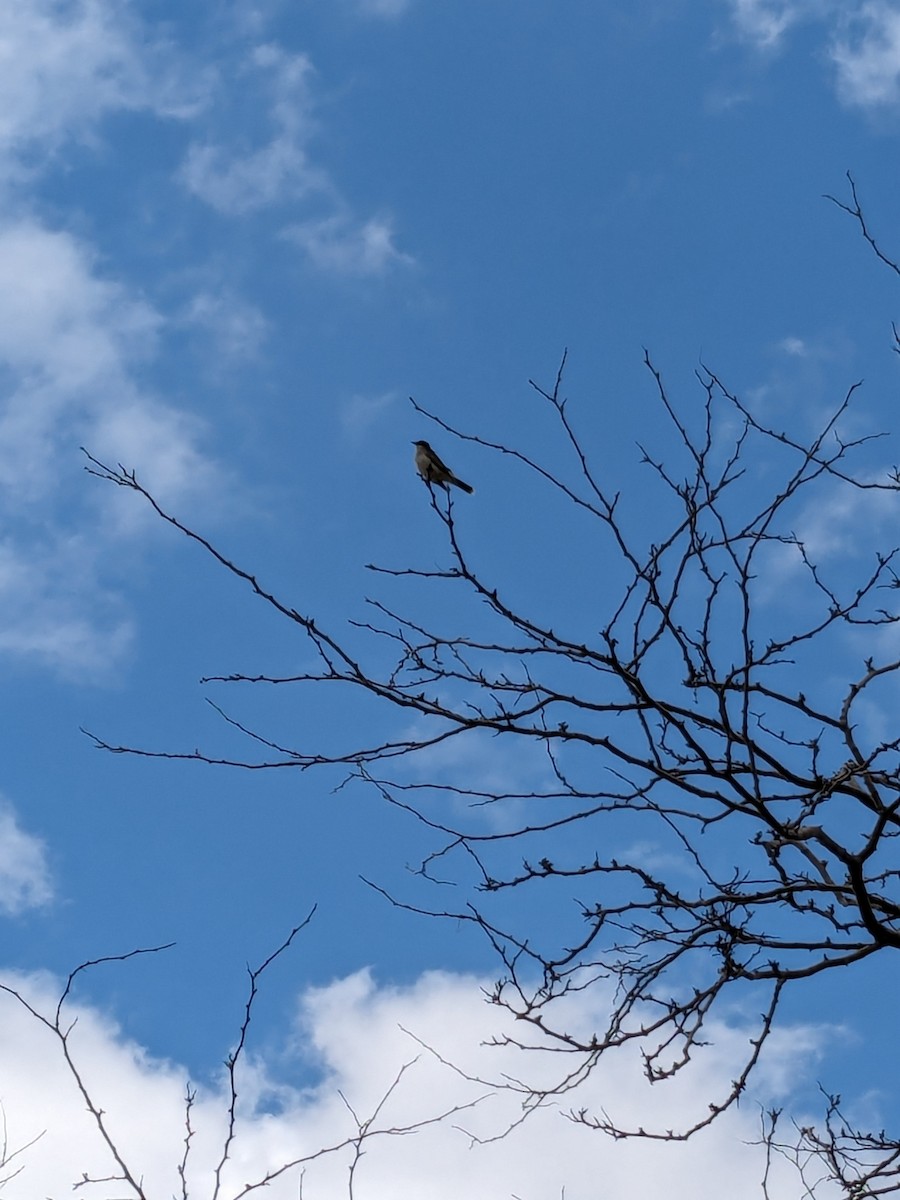 Eastern Kingbird - ML618165791