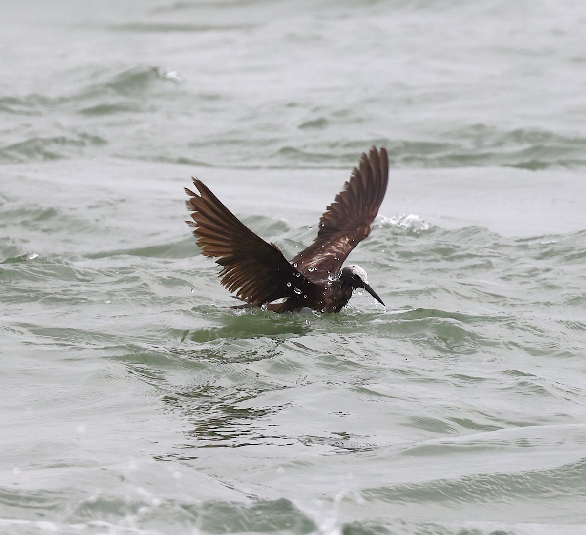 Black Noddy - Ruben Ayala