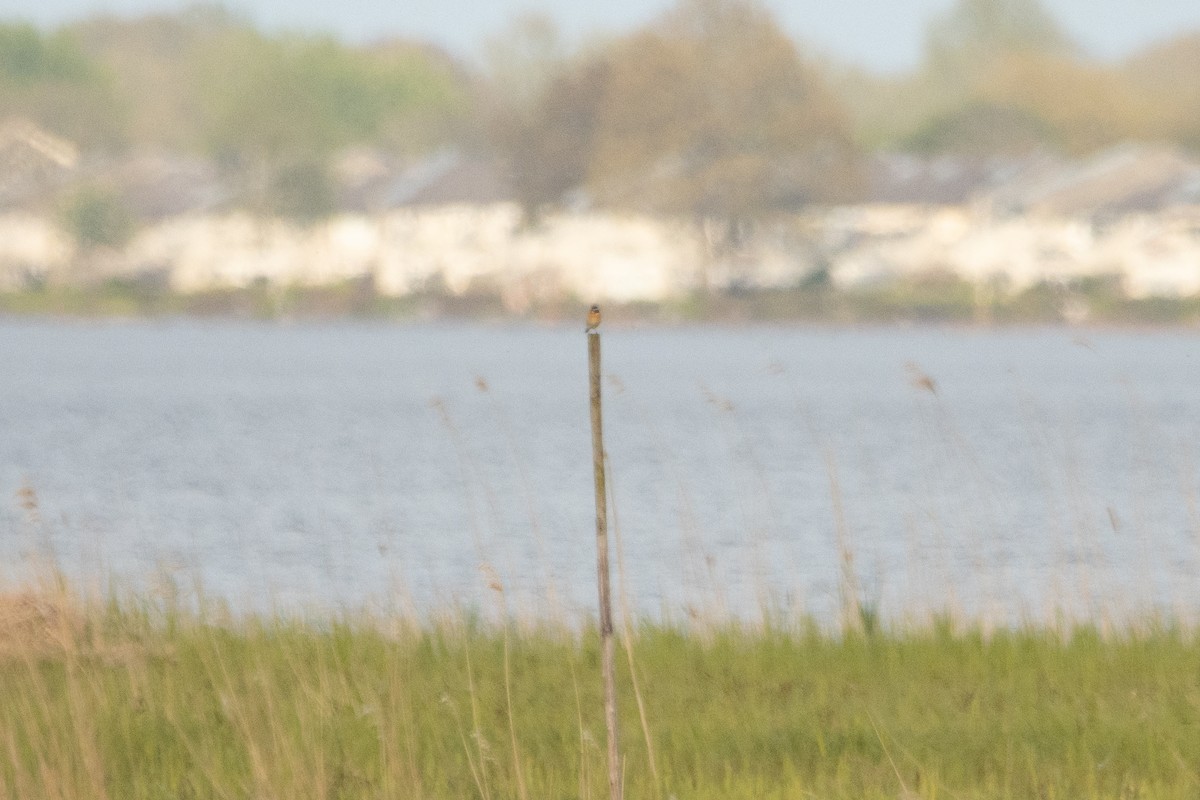 European Stonechat - ML618165795