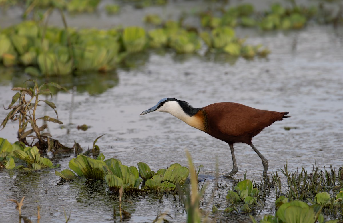 African Jacana - simon walkley