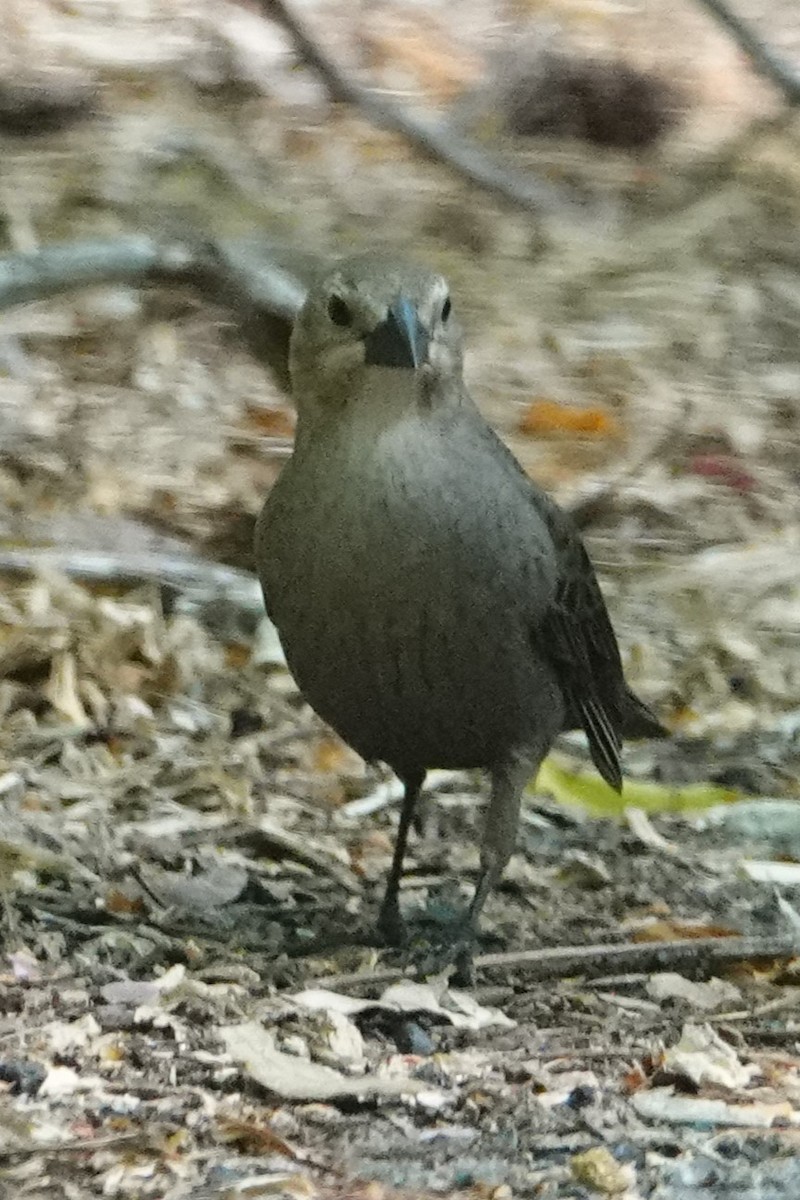 Gray Catbird - ML618165833