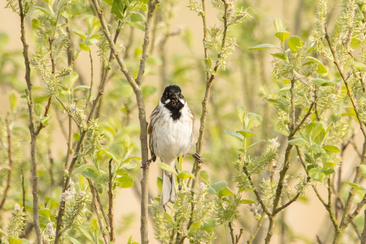 Reed Bunting - ML618165839