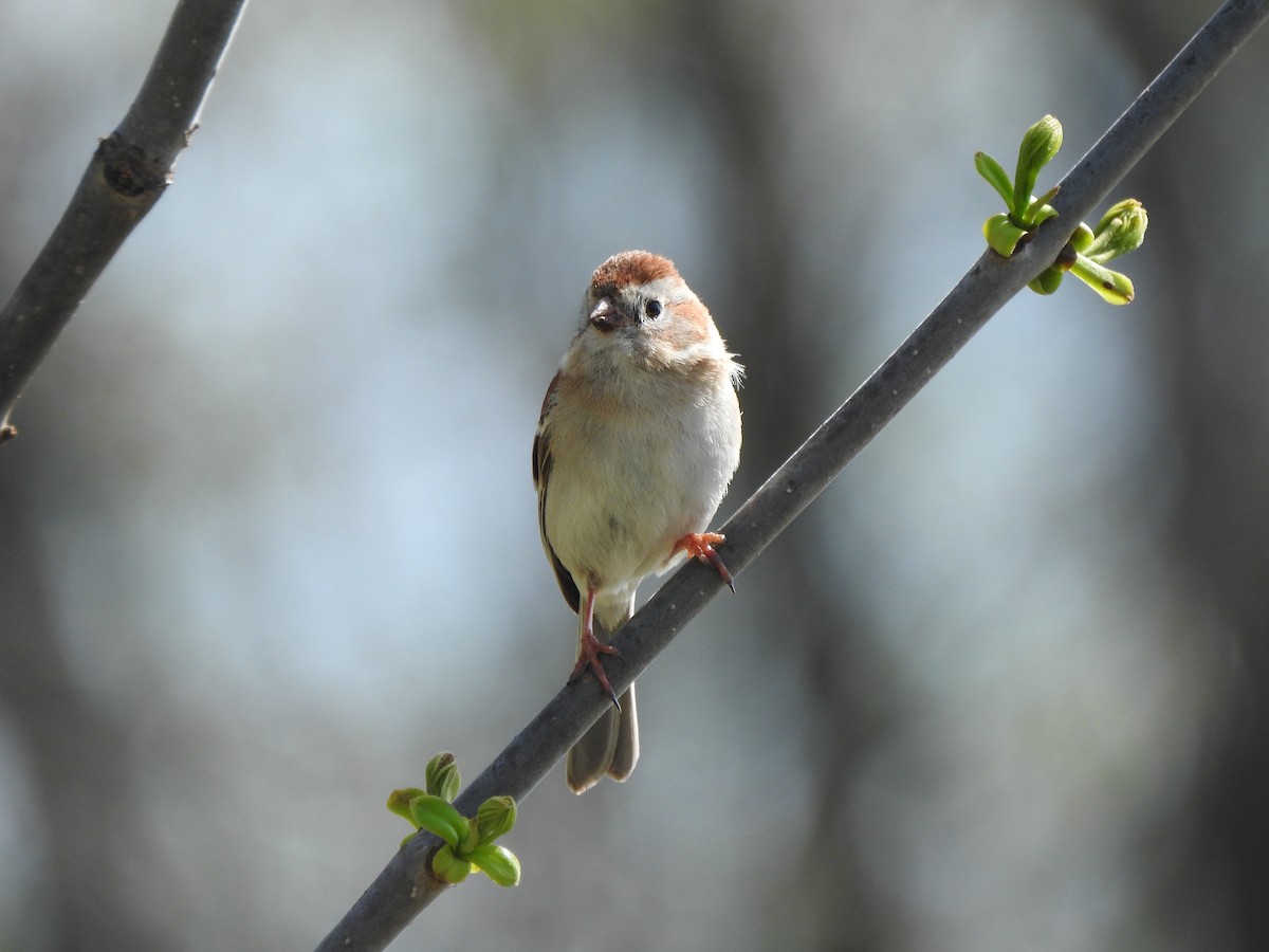 Field Sparrow - ML618165862