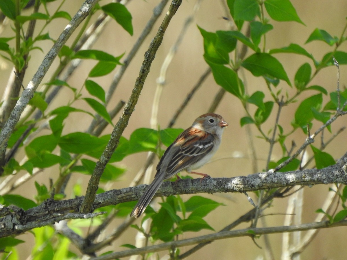 Field Sparrow - ML618165864