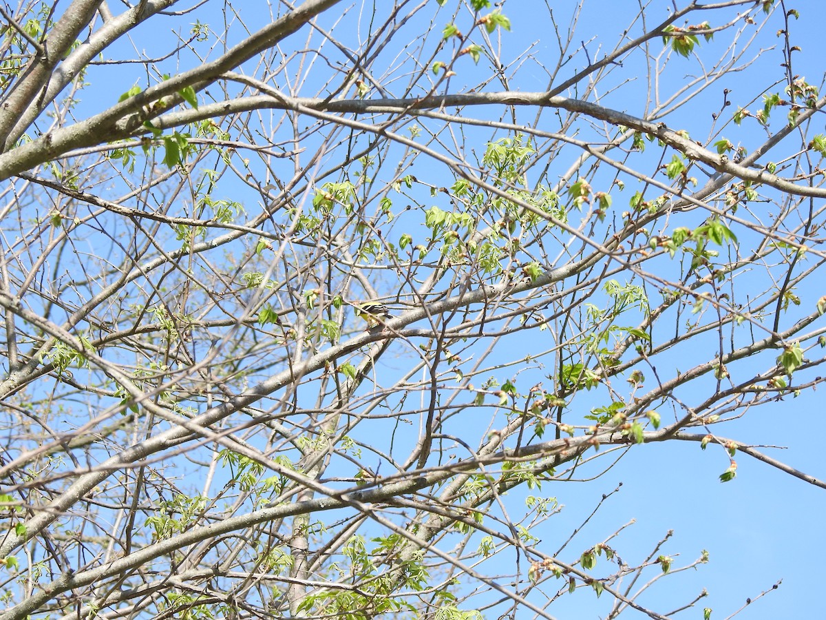 American Goldfinch - ML618165869