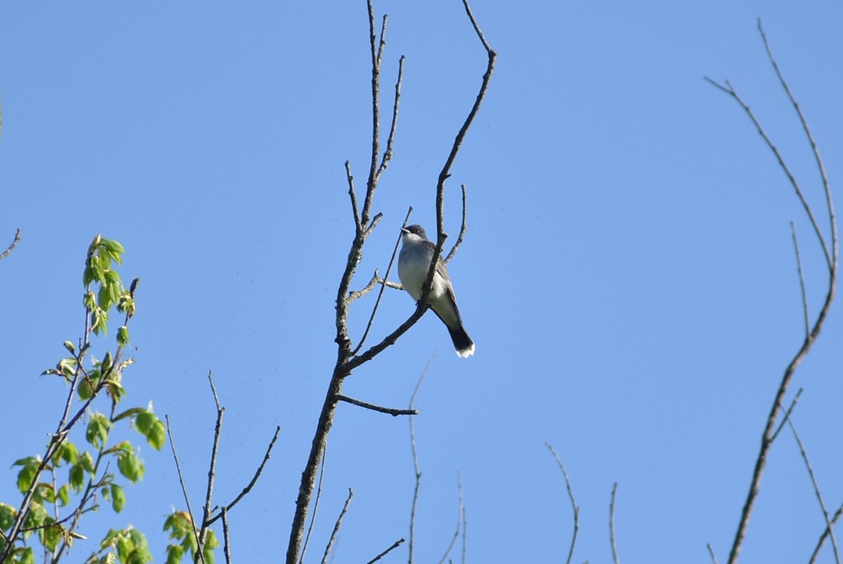 Eastern Kingbird - Parker Bradley