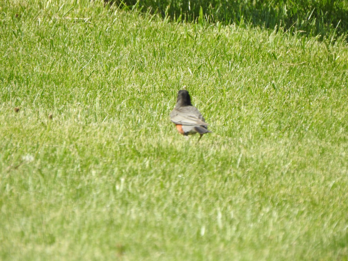 American Robin - ML618165877