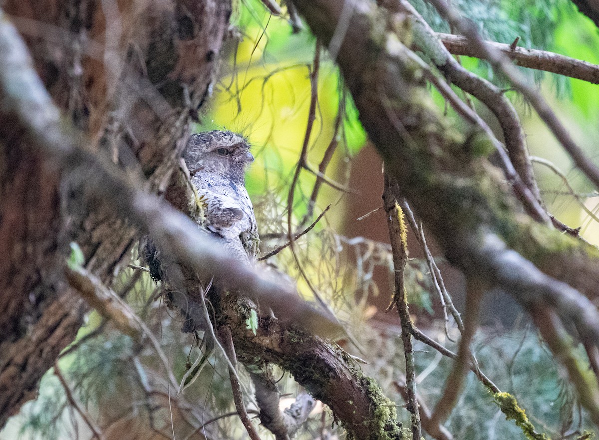 Hodgson's Frogmouth - Daniel Gornall