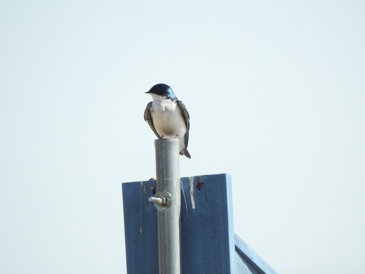 Golondrina Bicolor - ML618165887