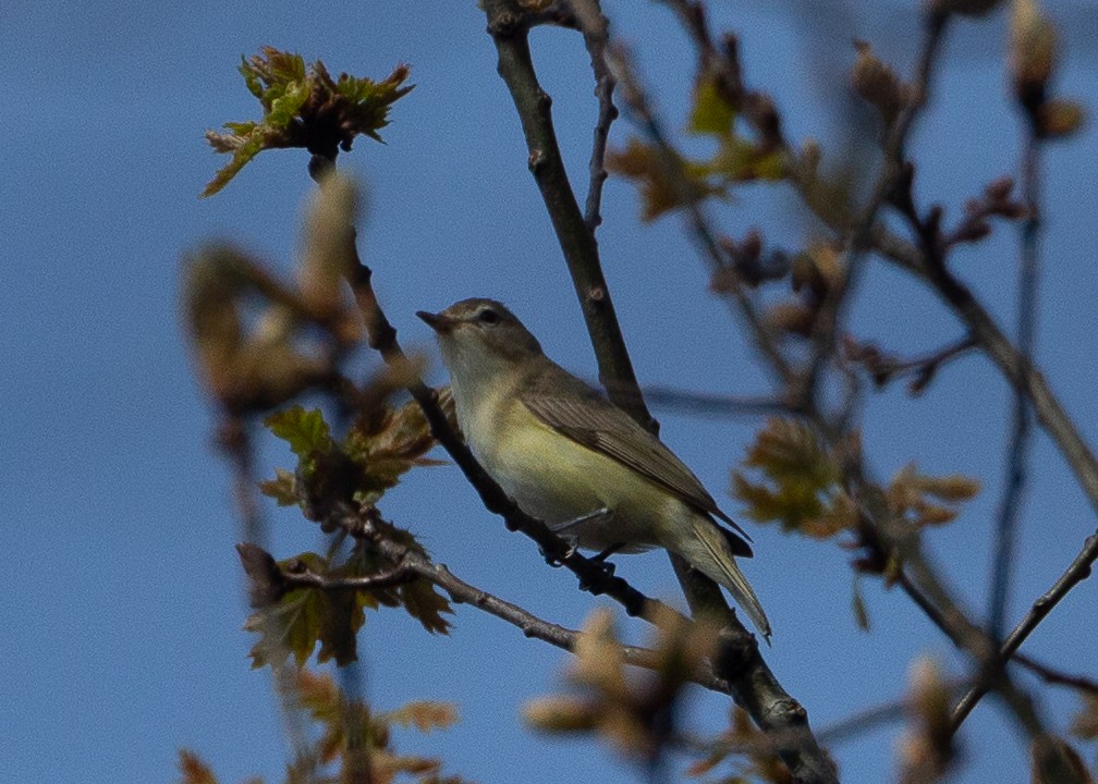 Warbling Vireo - ML618165892