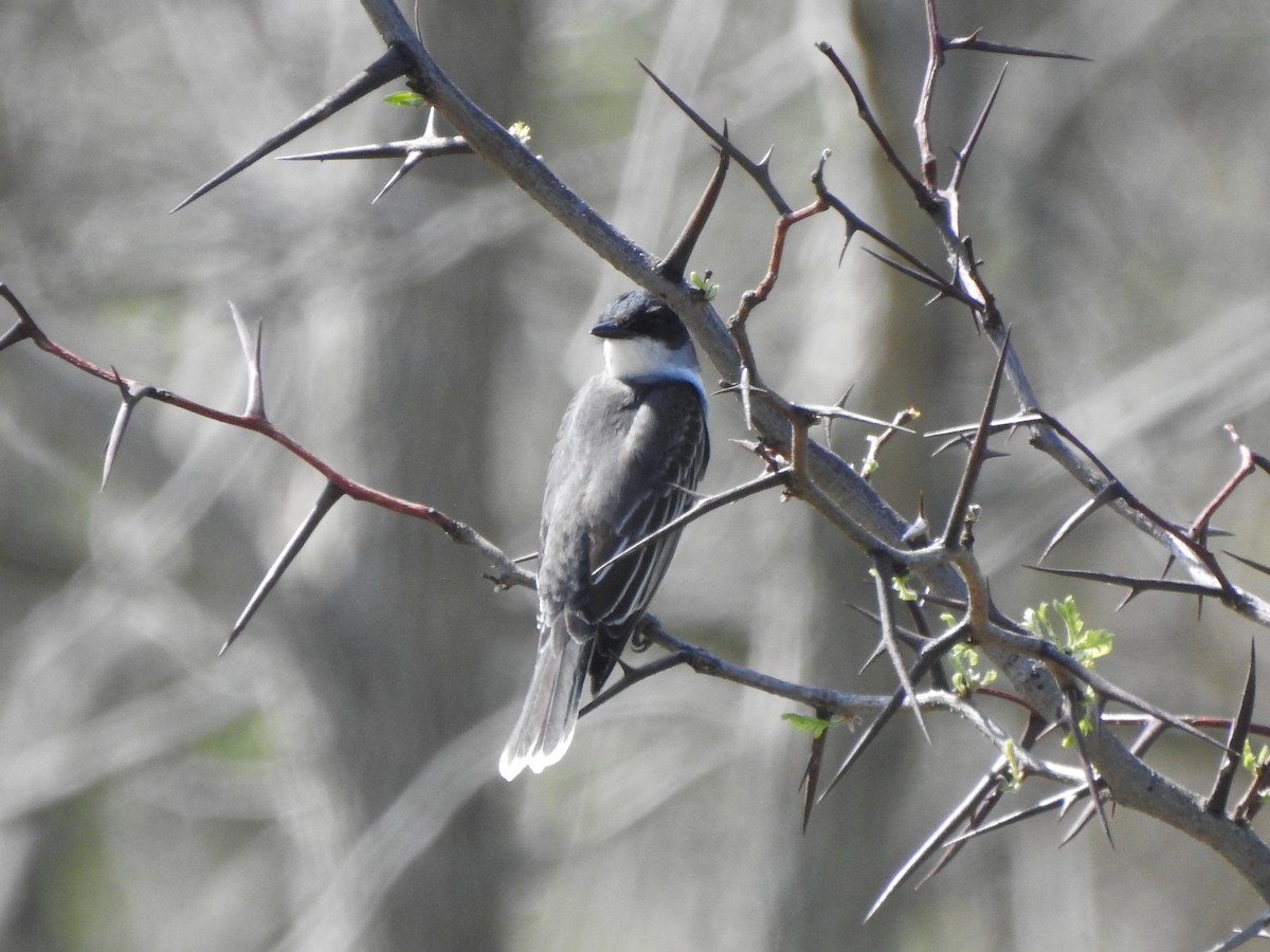 Eastern Kingbird - ML618165895