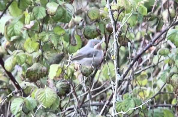 Eastern Subalpine Warbler - Patrick Finch