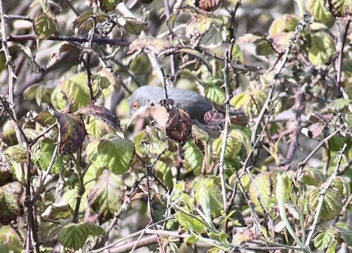 Eastern Subalpine Warbler - Patrick Finch