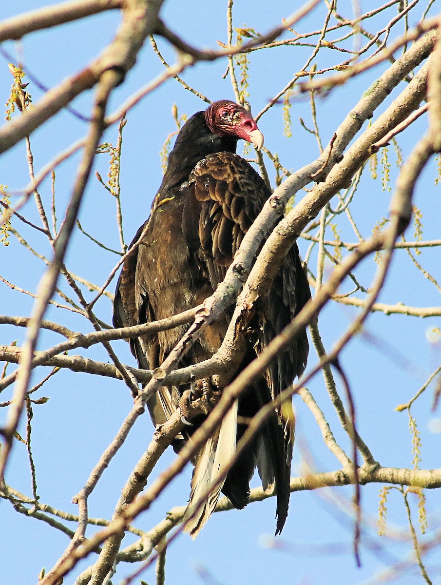eBird Checklist - 29 Apr 2024 - Sarnia--Camp Saredaca - 55 species