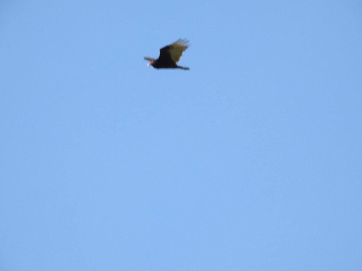 Turkey Vulture - ML618165908