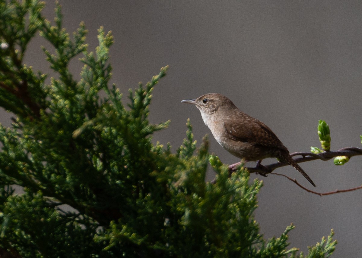 Northern House Wren - ML618165916