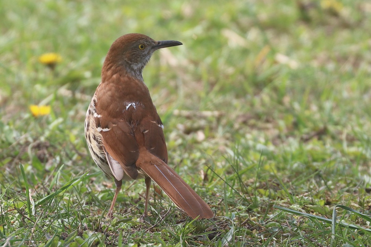 Brown Thrasher - ML618165927