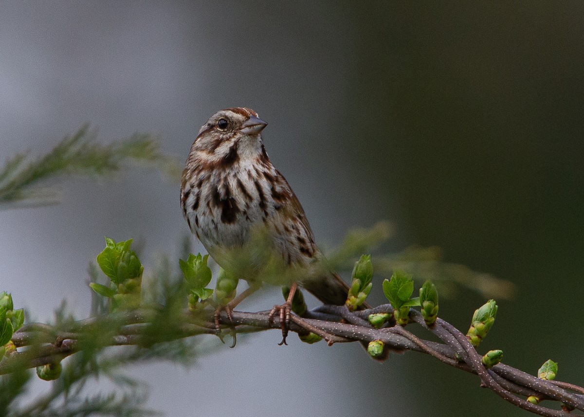 Song Sparrow - ML618165931