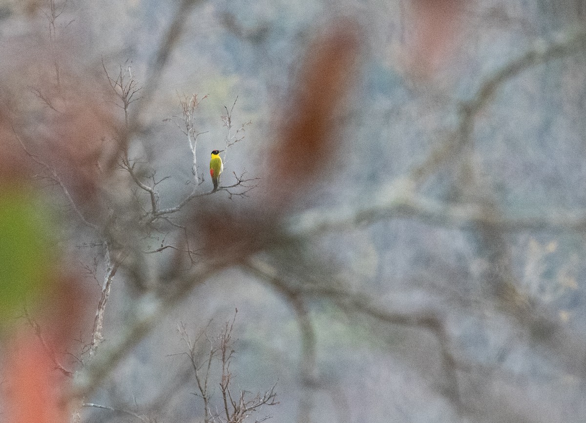 Black-headed Woodpecker - Daniel Gornall