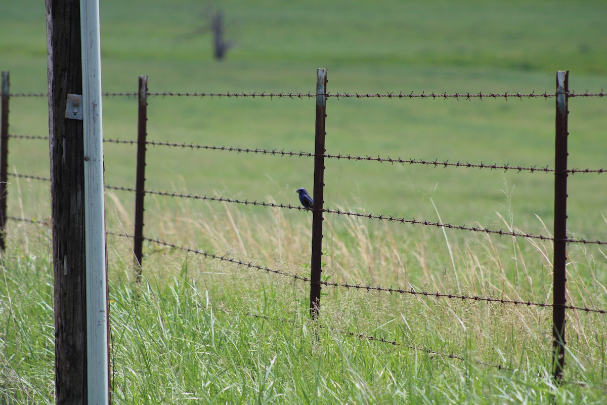 Blue Grosbeak - Jerry Decker