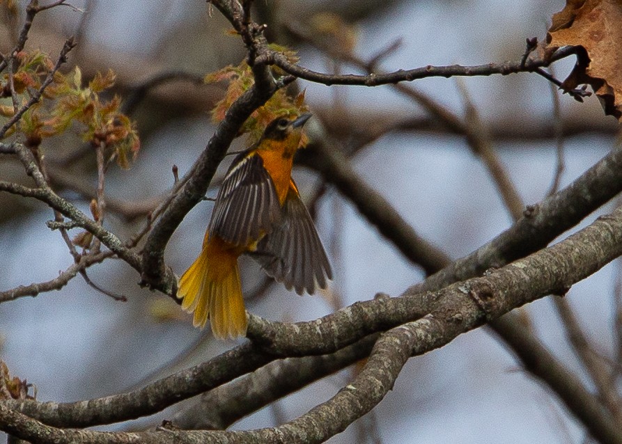 Baltimore Oriole - ML618165948