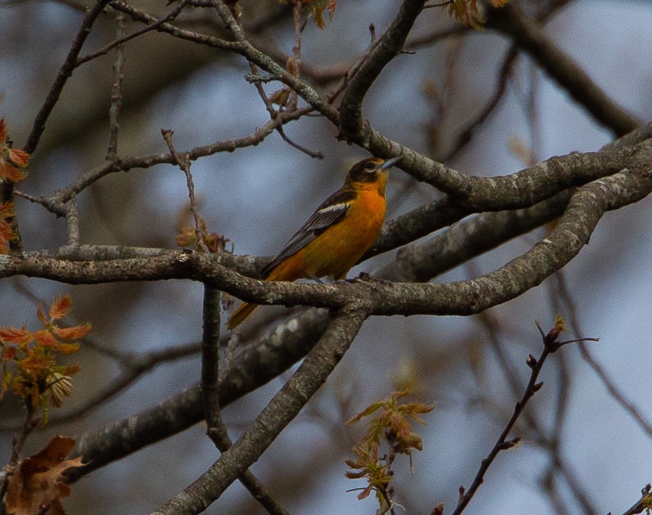 Baltimore Oriole - ML618165949