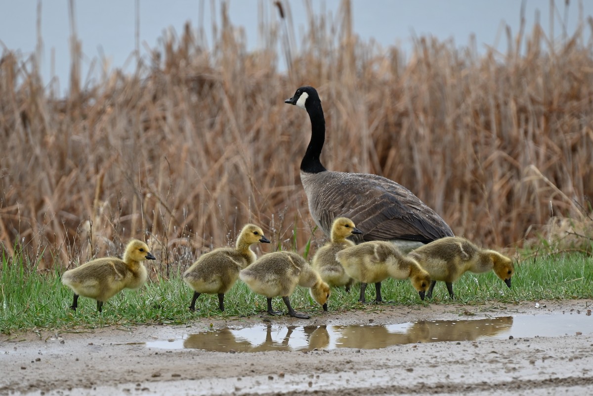 Canada Goose - Glenn Kohler