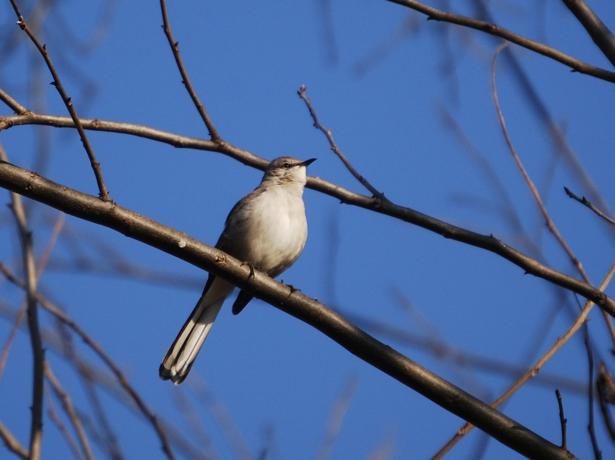 Northern Mockingbird - Rebecca Meyer