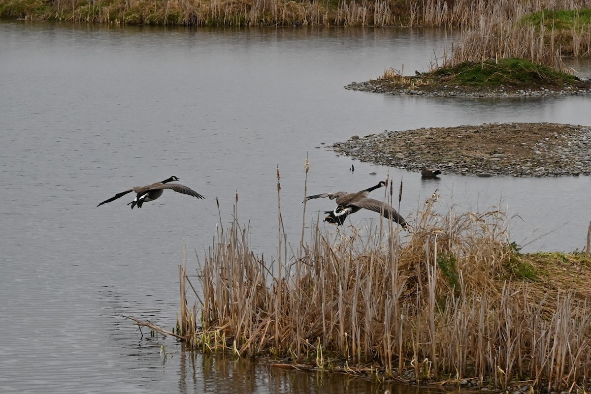 Canada Goose - Glenn Kohler