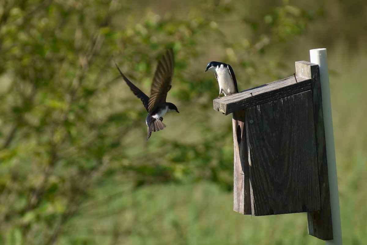 Tree Swallow - Parker Bradley