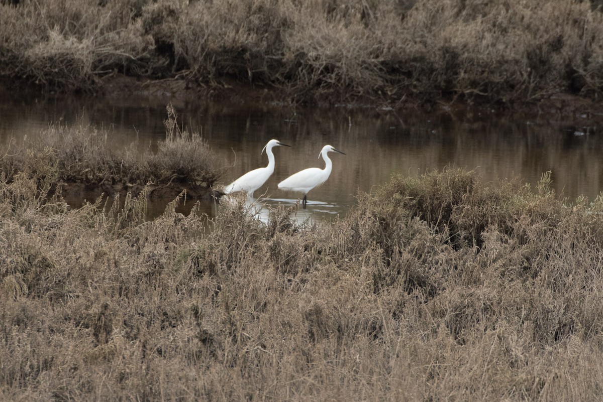 Little Egret - ML618165980