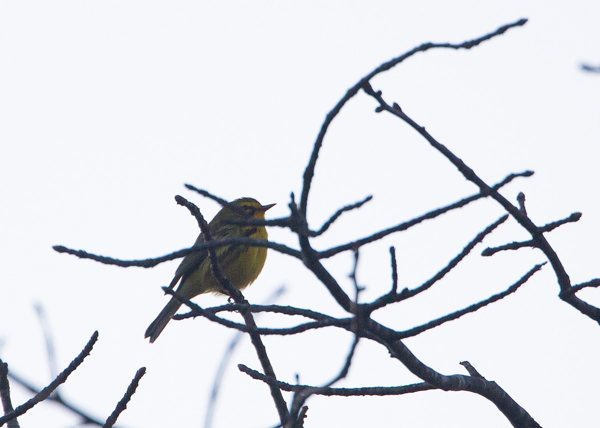 Prairie Warbler - ML618165981