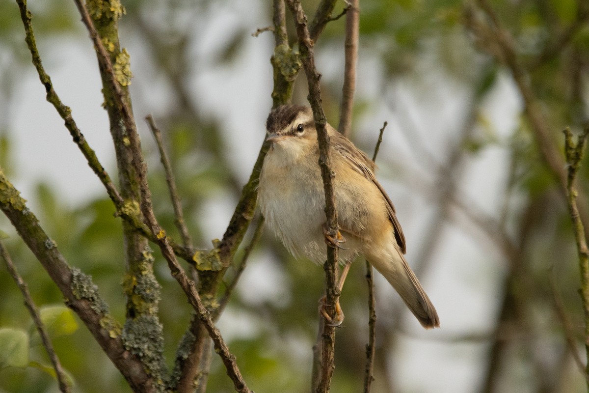 Sedge Warbler - ML618165986