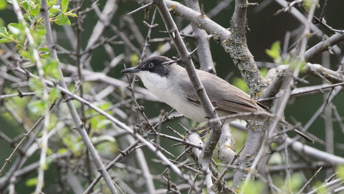 Eastern Orphean Warbler - Ogün Aydin