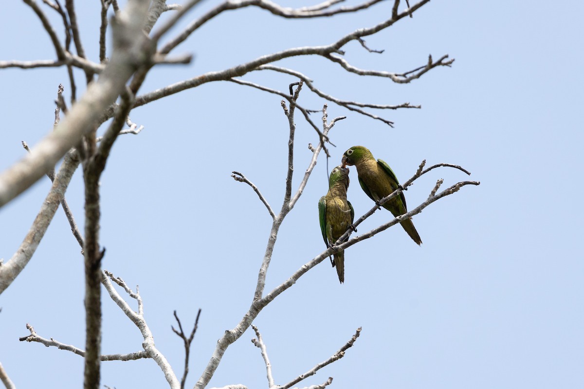 Olive-throated Parakeet - Rafael León Madrazo