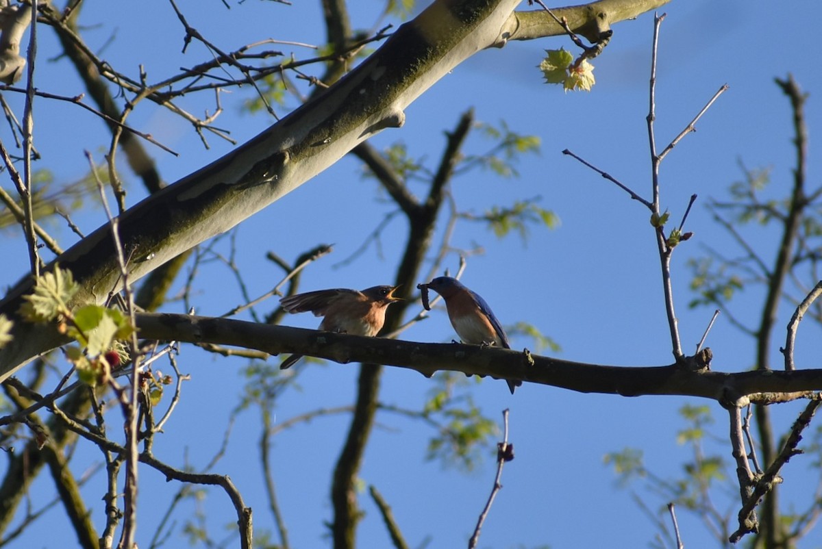 Eastern Bluebird - ML618166002